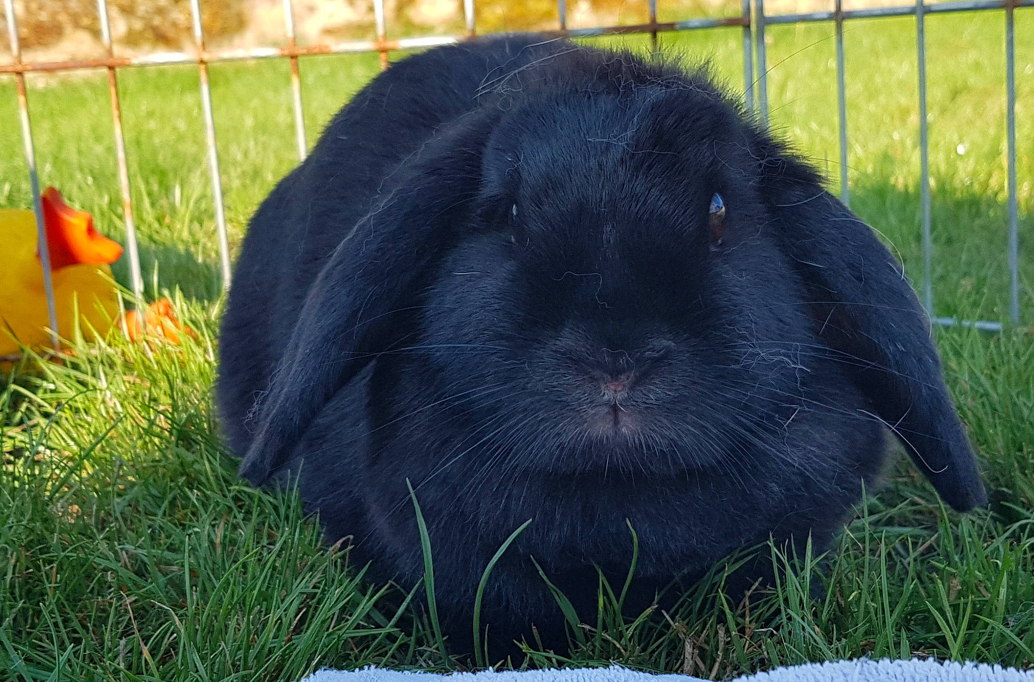 Noumea participe au concours pour gagner de l'argent avec cette photo : domestic_rabbit, grass, plant, rabbit, rabbits_and_hares, snout, whiskers
