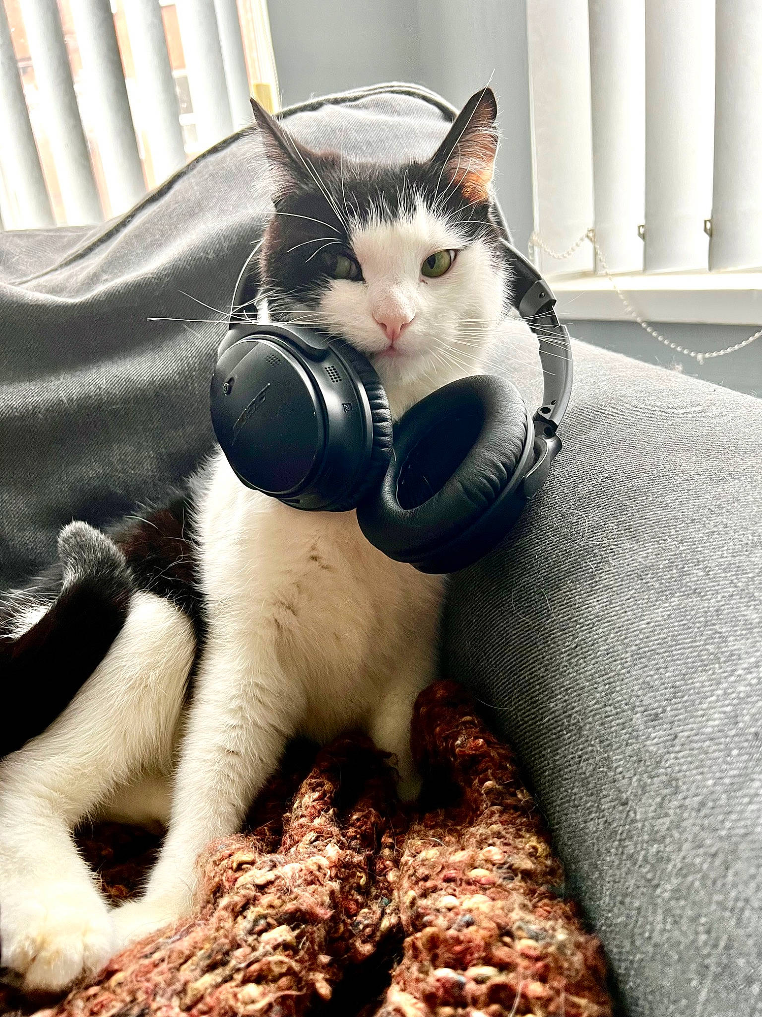 Stevie joined the competition — help win amazing prizes! carnivore, cat, claw, comfort, domestic_short_haired_cat, fawn, felidae, foot, fur, grey, head, human_leg, nap, paw, sitting, small_to_medium_sized_cats, snout, tail, tree, whiskers