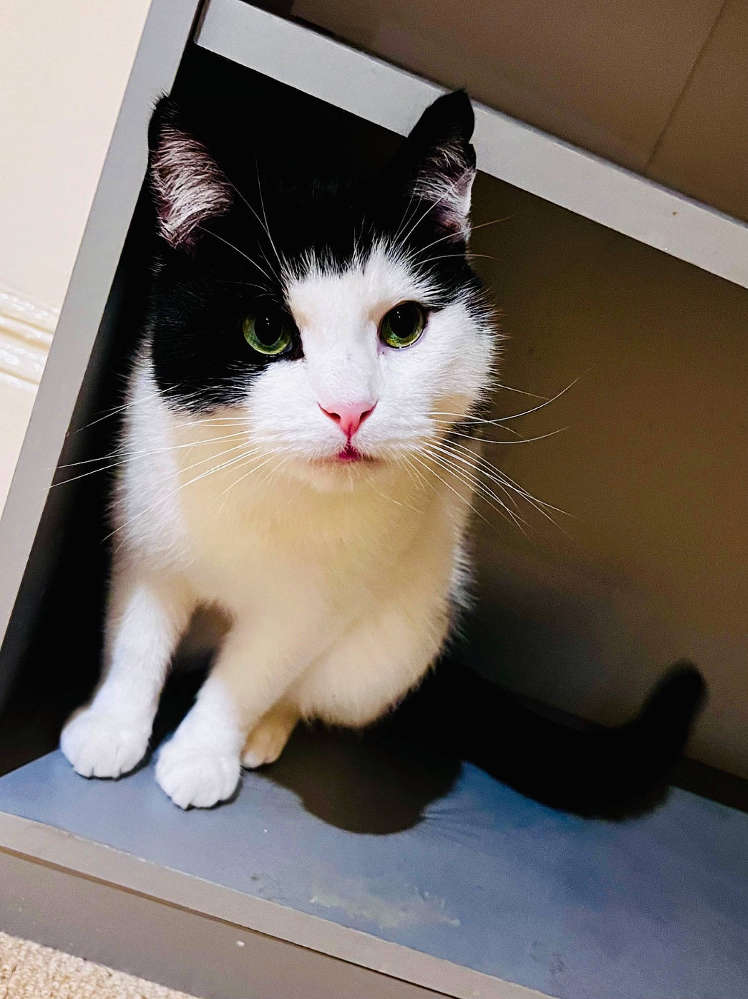 Stevie joined the competition — help win amazing prizes! carnivore, cat, domestic_short_haired_cat, felidae, flooring, foot, formal_wear, fur, paw, sitting, small_to_medium_sized_cats, snout, tail, whiskers