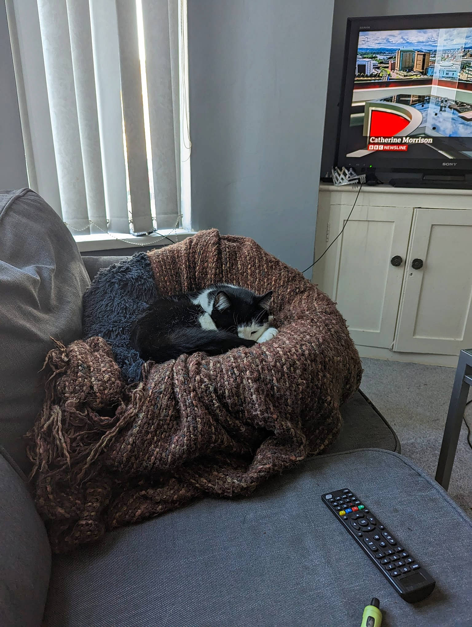 Stevie joined the competition — help win amazing prizes! bedding, bedroom, carnivore, comfort, felidae, floor, flooring, fur, grey, hardwood, home, interior_design, linens, living_room, property, room, small_to_medium_sized_cats, television, television_set, wood