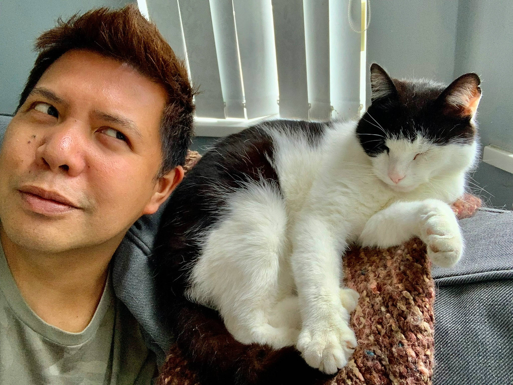 Stevie is registered to the contest to win money with this photo: carnivore, cat, claw, comfort, domestic_short_haired_cat, ear, eyelash, felidae, formal_wear, fur, gesture, happy, paw, selfie, sitting, small_to_medium_sized_cats, tail, tree, whiskers, window_blind