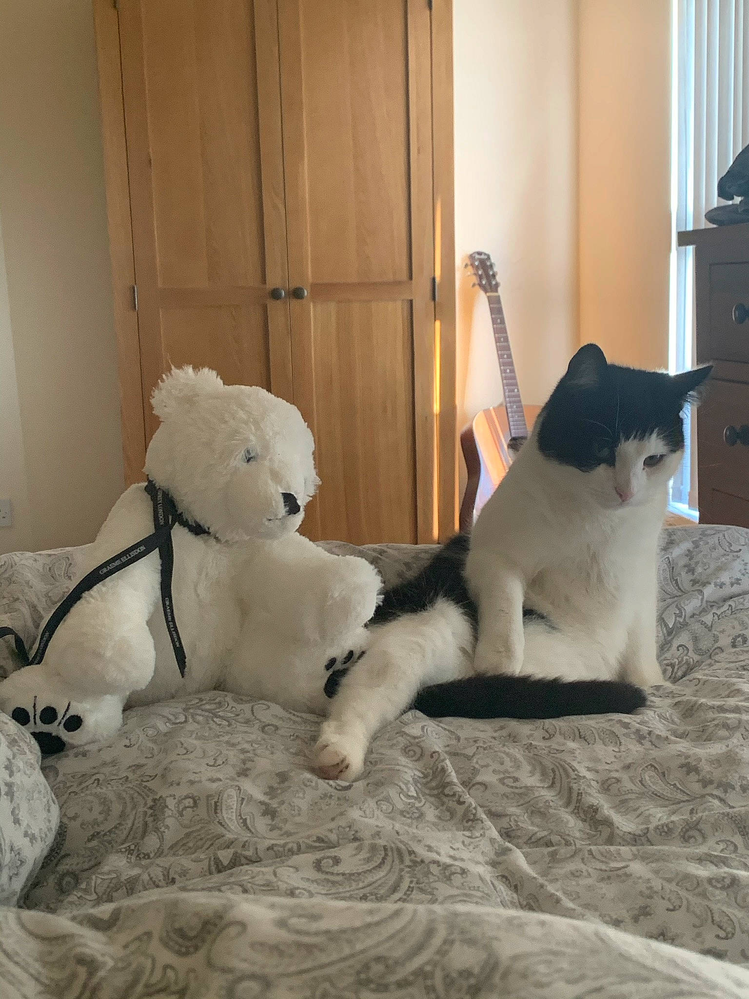 Stevie is registered to the contest to win money with this photo: canidae, carnivore, cat, comfort, companion_dog, dog_breed, felidae, flooring, fur, hardwood, linens, small_to_medium_sized_cats, snout, sporting_group, stuffed_toy, tail, teddy_bear, toy, whiskers, wood