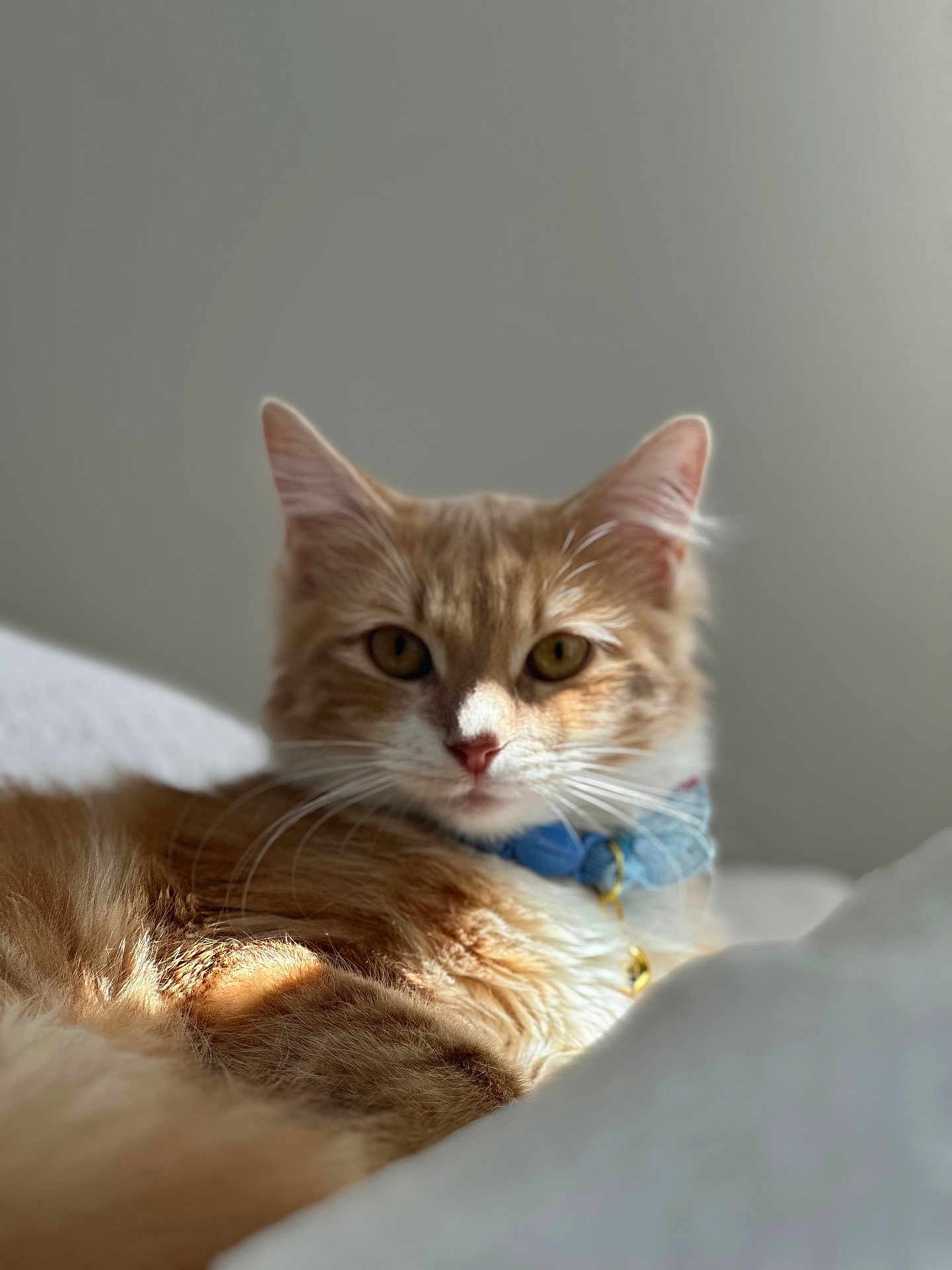 Wanda joined the competition — help win amazing prizes! cat, ginger_cat, white_fur, collar, pet, indoor, soft_light, closeup, relaxed, feline, whiskers, ears, fur, animal, domestic, cute, portrait, laying_down, calm, sunlight