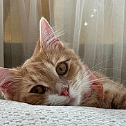 Wanda joined the competition — help win amazing prizes! cat, ginger_cat, white_fur, close_up, relaxed, lying_down, whiskers, pink_nose, curtains, soft_light, indoor, pet, feline, cute, star_light, texture, fur, portrait, animal, cozy