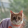 Wanda joined the competition — help win amazing prizes! cat, ginger_cat, pet, animal, sweater, clothing, portrait, indoors, window, soft_focus, curious, feline, cute, whiskers, ears, fur, looking_at_camera, cozy, pastel_colors, domestic_animal