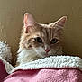 Wanda is registered to the contest to win money with this photo: cat, pet, animal, feline, fluffy, blanket, pink, white, cozy, indoor, resting, cute, fur, whiskers, ears, face, closeup, comfort, warm, texture