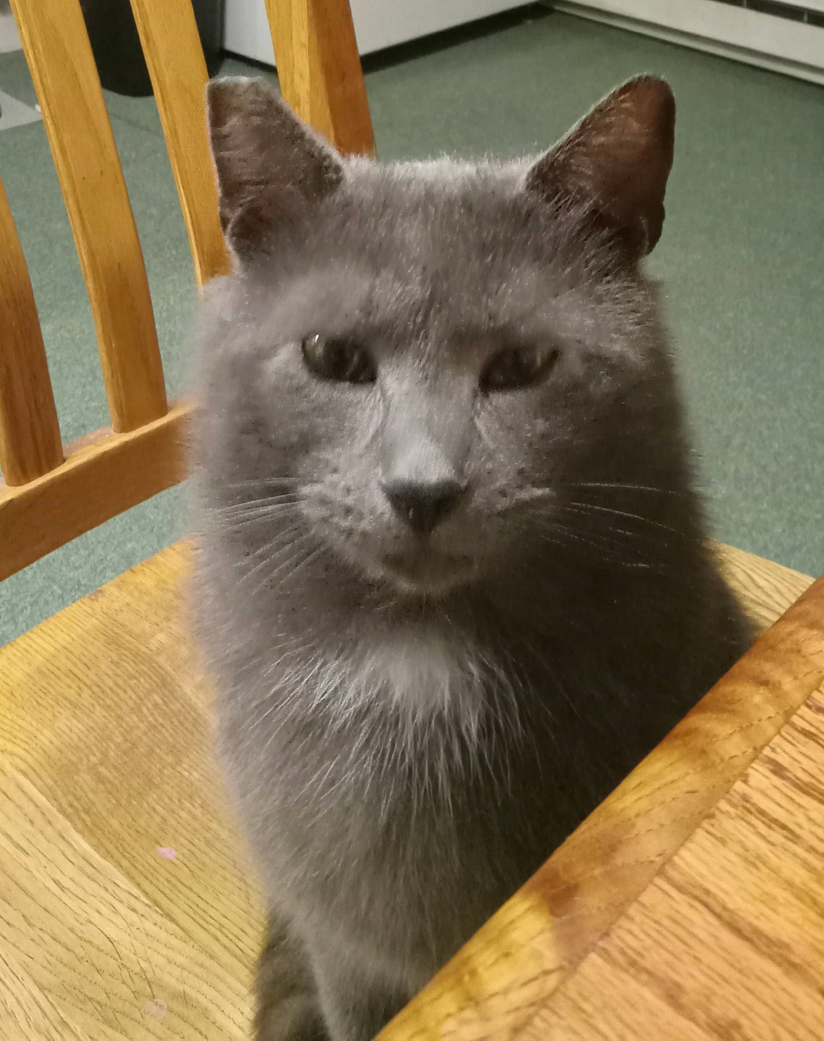 Charlie is registered to the contest to win money with this photo: carnivore, cat, domestic_short_haired_cat, felidae, fixture, flooring, fur, grey, hardwood, plank, plywood, small_to_medium_sized_cats, snout, terrestrial_animal, varnish, whiskers, window, wood, wood_flooring, wood_stain