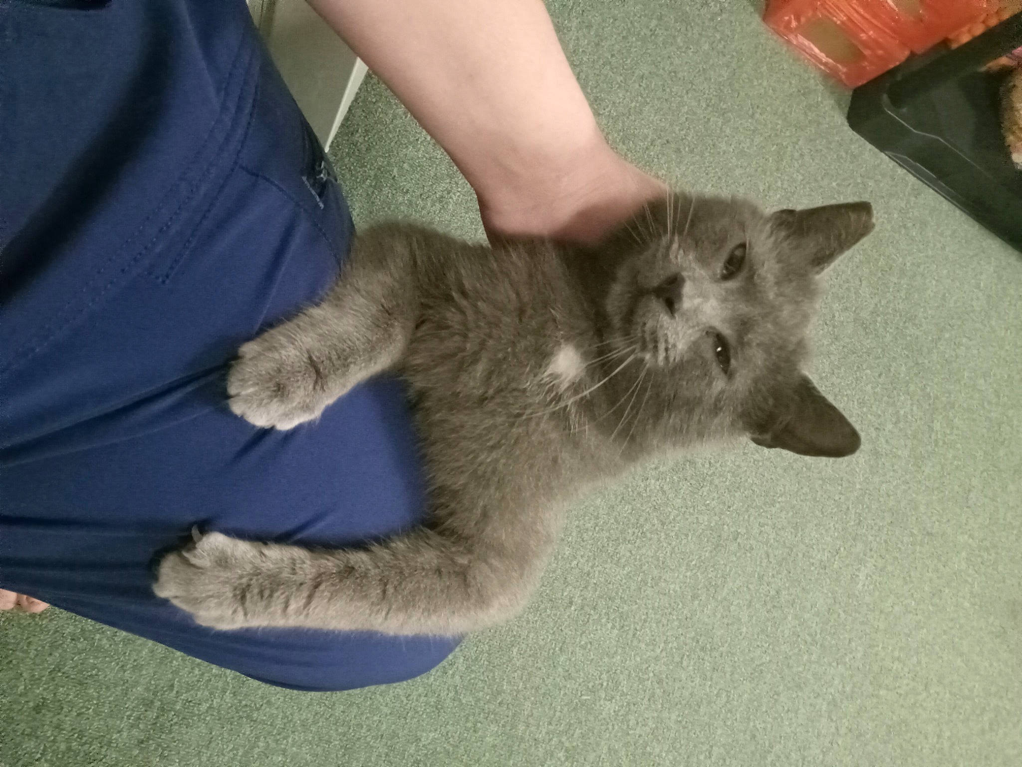 Charlie is registered to the contest to win money with this photo: canidae, carnivore, cat, claw, comfort, dog_breed, domestic_short_haired_cat, electric_blue, fawn, felidae, fur, human_leg, paw, russian_blue, small_to_medium_sized_cats, snout, tail, terrestrial_animal, whiskers