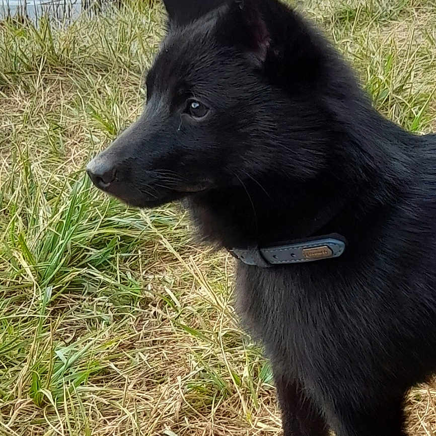 Volt participe au concours pour gagner de l'argent avec cette photo : alert, animal, black_dog, canine, collar, daytime, dog, fur, grass, lake, muzzle, nature, outdoor, pet, ripples, shore, side_view, standing, water, young_dog