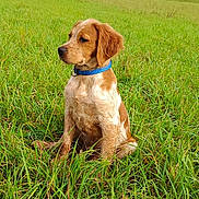 Viking a rejoint le concours — aidez-le/la à gagner de superbes lots ! dog, puppy, grass, field, outdoor, collar, brown, white, sitting, nature, animal, canine, young, fur, ears, side_profile, greenery, daylight, peaceful, cute