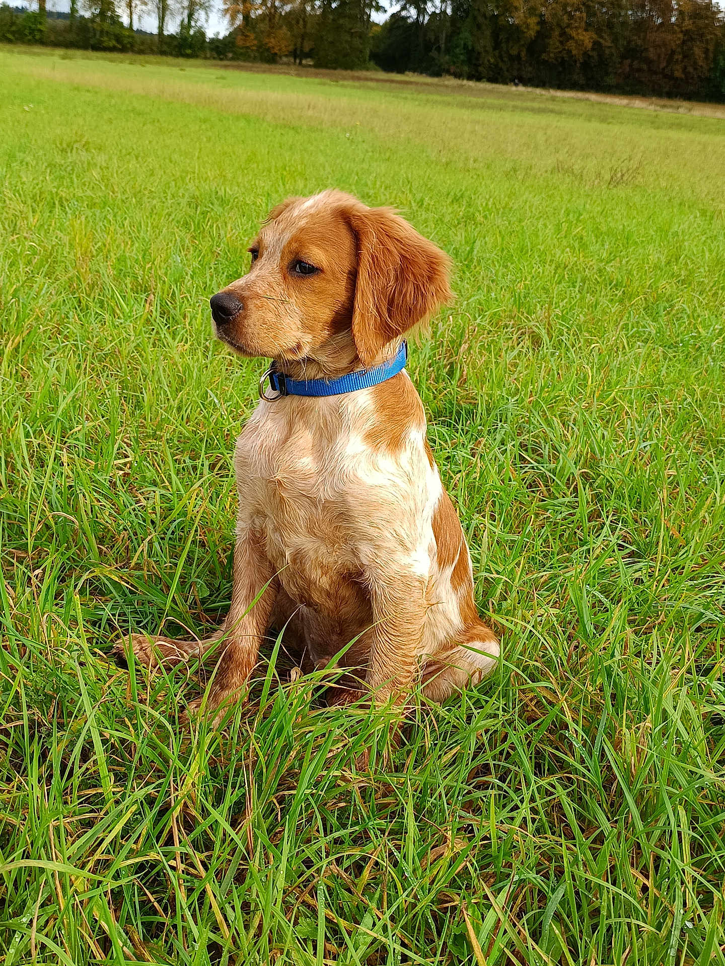 Viking a rejoint le concours — aidez-le/la à gagner de superbes lots ! dog, puppy, grass, field, outdoor, collar, brown, white, sitting, nature, animal, canine, young, fur, ears, side_profile, greenery, daylight, peaceful, cute