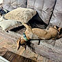 dog, couch, pillow, brown, leather, floor, wood, pet, indoor, relaxing, sleeping, fur, collar, two_dogs, home, cozy, resting, animal, laying_down, furniture