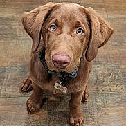 Cinder is registered to the contest to win money with this photo: puppy, dog, brown_dog, blue_eyes, pet, indoor, wood_floor, collar, looking_up, cute, young_dog, animal, domestic_animal, flooring, sitting, fur, nose, ears, whiskers, companion