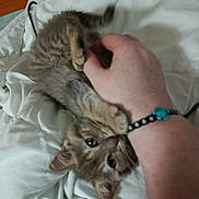 Praline participe au concours pour gagner de l'argent avec cette photo : kitten, cat, hand, bracelet, playful, bite, white_blanket, cozy, feline, pet, indoor, close_up, motion_blur, tabby, fur, paw, claws, young, domestic_animal, cuddle