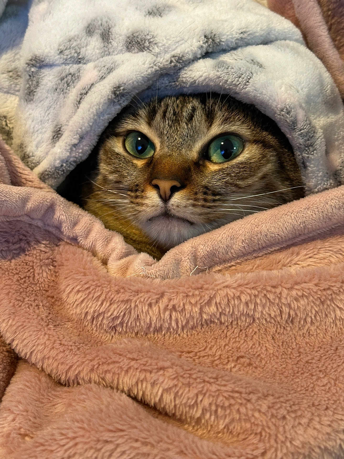 Lily joined the competition — help win amazing prizes! cat, tabby, blanket, cozy, fur, whiskers, eyes, face, pet, animal, soft, warm, indoor, cute, snug, comfort, resting, closeup, feline, nap