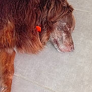 Rex a rejoint le concours — aidez-le/la à gagner de superbes lots ! dog, sleeping, brown_fur, orange_collar, floor, pet, canine, resting, fur, animal, domestic_animal, close_up, indoor, quiet, peaceful, mammal, laying_down, relaxed, companion, home