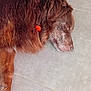 animal, brown_fur, canine, close_up, companion, dog, domestic_animal, floor, fur, home, indoor, laying_down, mammal, orange_collar, peaceful, pet, quiet, relaxed, resting, sleeping