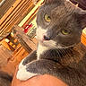 Ash is registered to the contest to win money with this photo: cat, gray_cat, white_paws, yellow_eyes, close_up, resting, arm, wooden_background, sunlight, cozy, pet, fur, whiskers, domestic_cat, animal, portrait, indoors, relaxed, cute, companion