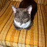 Ash is registered to the contest to win money with this photo: animal, brown_cushion, cat, chair, comfort, cozy, ears, feline, fur, gray_cat, home, indoor, looking_down, orange_cushion, pet, relaxed, sitting, striped_cushion, whiskers, white_cat