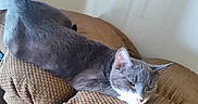 Ash is registered to the contest to win money with this photo: animal, brown, cat, comfortable, couch, cozy, cushion, domestic_animal, feline, fur, gray_cat, household, indoor, pet, quiet, relaxed, resting, side_view, sleepy, texture
