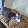 animal, brown, cat, comfortable, couch, cozy, cushion, domestic_animal, feline, fur, gray_cat, household, indoor, pet, quiet, relaxed, resting, side_view, sleepy, texture