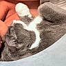 Ash is registered to the contest to win money with this photo: affection, animal, cat, close_up, comfort, cozy, cute, feline, gray_cat, indoor, lip_piercing, person, pet, piercing, relaxed, resting, snuggling, soft_fabric, warm, white_cat