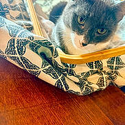 Ash joined the competition — help win amazing prizes! animal, cat, closeup, cozy, curious, cute, domestic_cat, eyes, fabric, feline, gray_cat, hammock, indoor, patterned_fabric, pet, relaxed, resting, whiskers, white_cat, wooden_floor