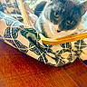 animal, cat, closeup, cozy, curious, cute, domestic_cat, eyes, fabric, feline, gray_cat, hammock, indoor, patterned_fabric, pet, relaxed, resting, whiskers, white_cat, wooden_floor