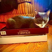 Ash is registered to the contest to win money with this photo: cat, box, scrabble, game, indoor, furniture, couch, striped, wooden_floor, pet, animal, cozy, relaxed, sitting, home, domestic, feline, playful, brown, gray