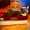 Ash is registered to the contest to win money with this photo: cat, gray_cat, white_cat, scrabble_box, board_game, striped_couch, wood_floor, indoor, pet, feline, relaxed, curious_eyes, cozy, home, furniture, animal, box, sitting, looking_at_camera, soft_lighting
