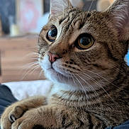 Vanille a rejoint le concours — aidez-le/la à gagner de superbes lots ! cat, tabby, pet, feline, close_up, portrait, whiskers, paws, large_eyes, green_eyes, fur, pink_nose, ears, blurred_background, indoor, cozy, bed, home, soft_lighting, curious