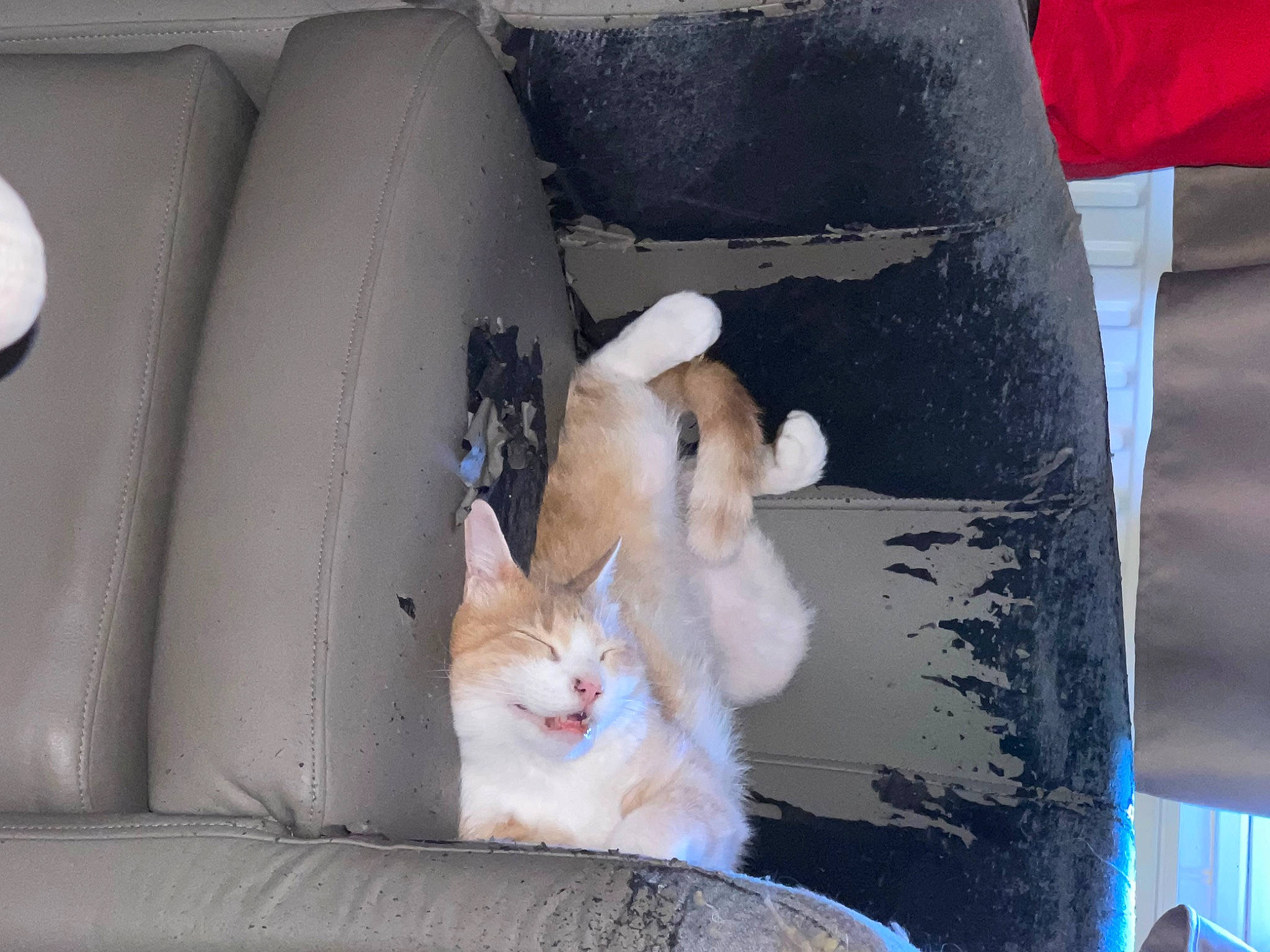 Chat participe au concours pour gagner de l'argent avec cette photo : auto_part, automotive_exterior, box, car_seat, carnivore, cat, chair, comfort, couch, domestic_short_haired_cat, felidae, fur, gas, motor_vehicle, paw, sitting, small_to_medium_sized_cats, tail, vehicle_door, whiskers