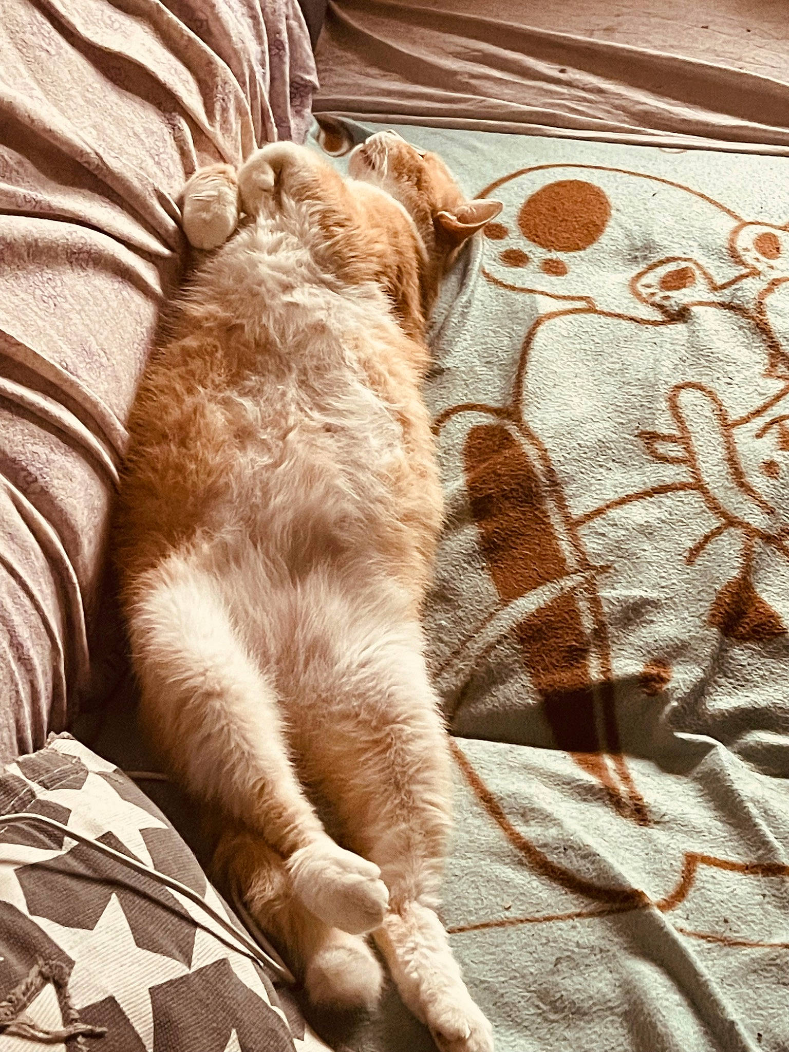 Chat participe au concours pour gagner de l'argent avec cette photo : bedding, canidae, carnivore, cat, comfort, companion_dog, dog_breed, fawn, felidae, fur, human_leg, linens, liver, small_to_medium_sized_cats, snout, sporting_group, tail, tints_and_shades, whiskers, wood