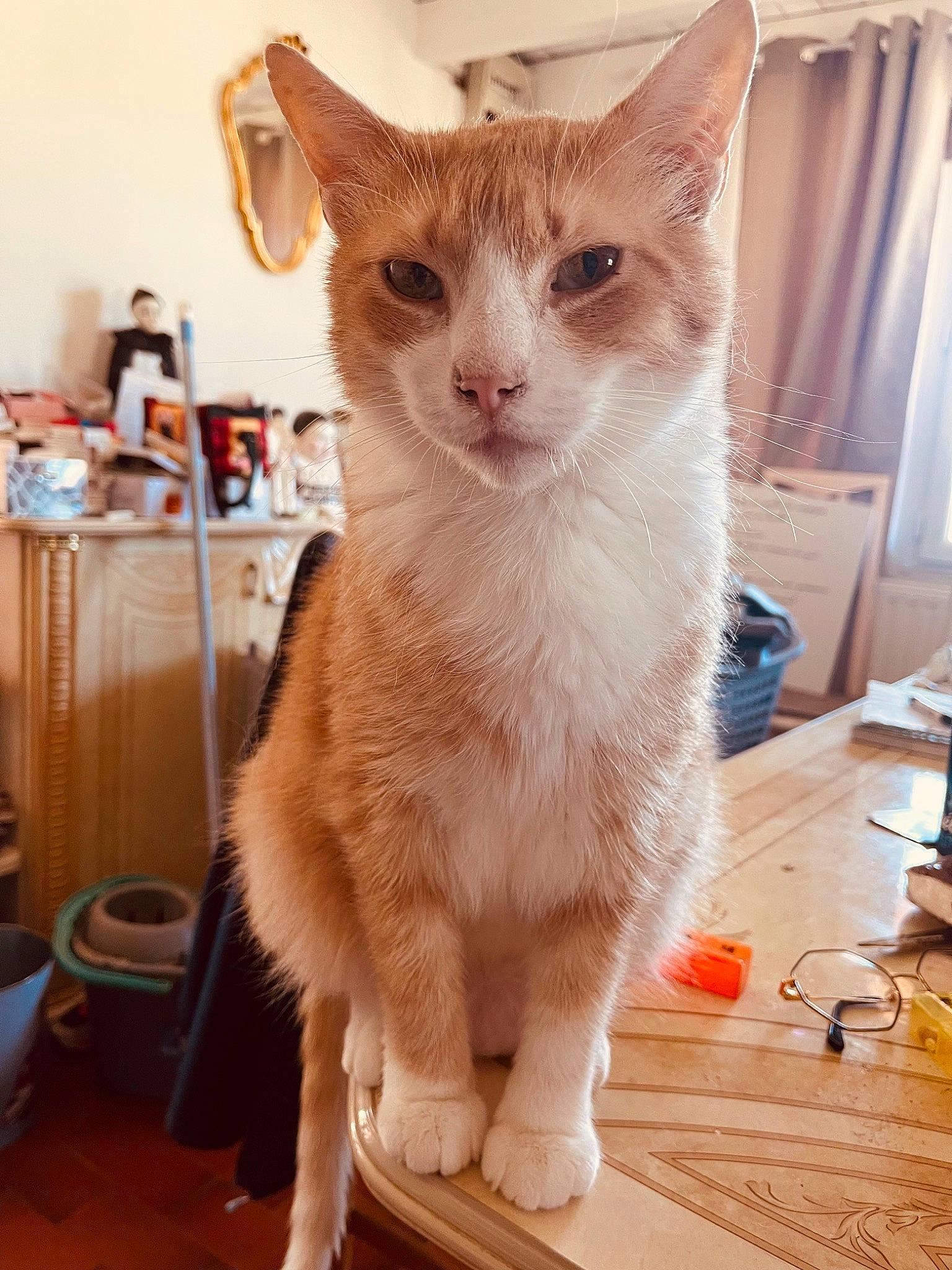 Chat participe au concours pour gagner de l'argent avec cette photo : balinese, carnivore, cat, claw, curtain, domestic_short_haired_cat, fawn, felidae, flooring, fur, hardwood, paw, pet_supply, small_to_medium_sized_cats, snout, tail, varnish, whiskers, wood