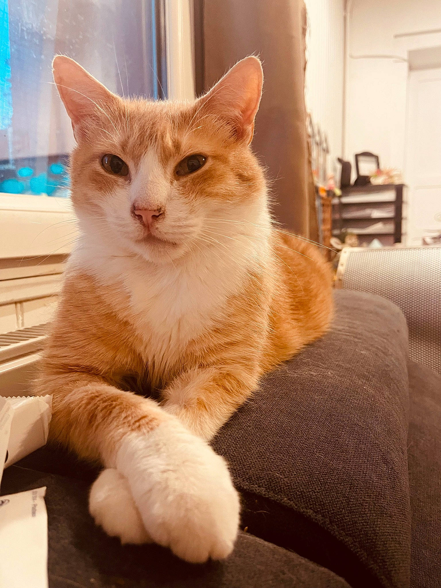 Chat participe au concours pour gagner de l'argent avec cette photo : carnivore, cat, claw, comfort, domestic_short_haired_cat, eye, fawn, felidae, flooring, foot, fur, hardwood, paw, sitting, small_to_medium_sized_cats, snout, tail, whiskers, window, wood