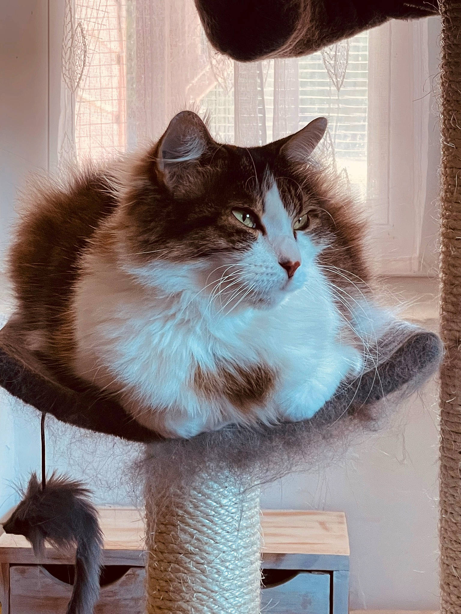 Mia participe au concours pour gagner de l'argent avec cette photo : art, box, carnivore, cat, cat_furniture, cat_supply, domestic_short_haired_cat, fawn, felidae, fur, paw, pet_supply, plant, rectangle, small_to_medium_sized_cats, snout, tail, whiskers, window, wood