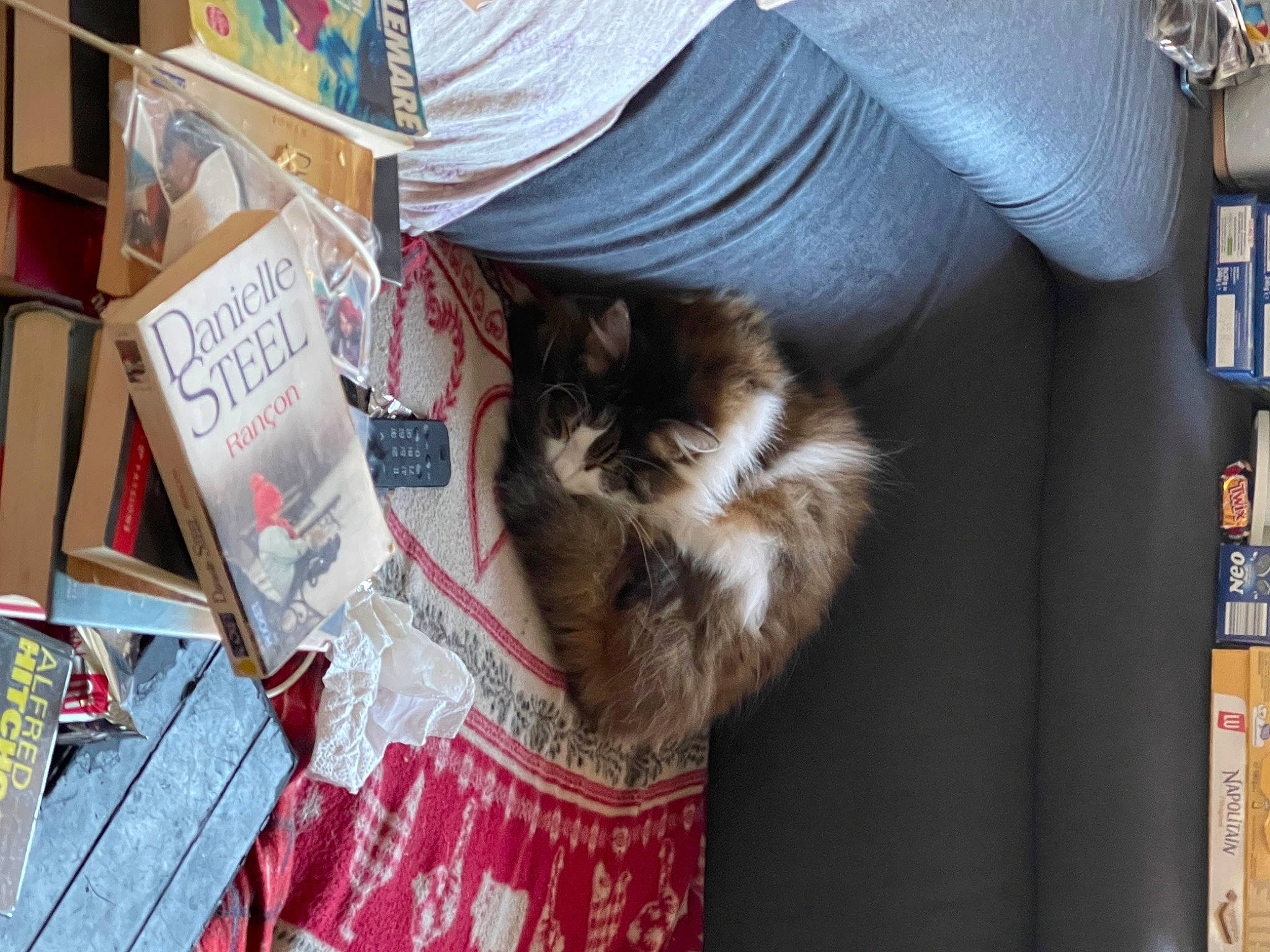 Mia a rejoint le concours — aidez-le/la à gagner de superbes lots ! box, british_longhair, canidae, cardboard, carnivore, cat, companion_dog, domestic_short_haired_cat, felidae, fur, publication, room, shelf, small_to_medium_sized_cats, tail, textile, whiskers, wood