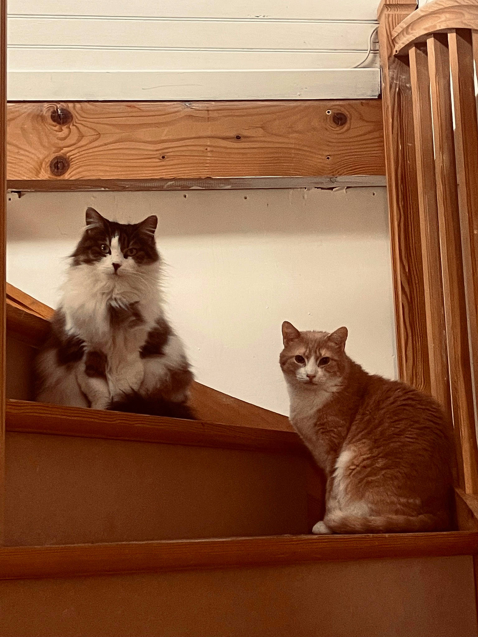 Mia participe au concours pour gagner de l'argent avec cette photo : brown, carnivore, cat, cat_supply, comfort, domestic_short_haired_cat, felidae, fur, grey, hardwood, paw, room, shelf, small_to_medium_sized_cats, tail, tints_and_shades, vertebrate, whiskers, window, wood