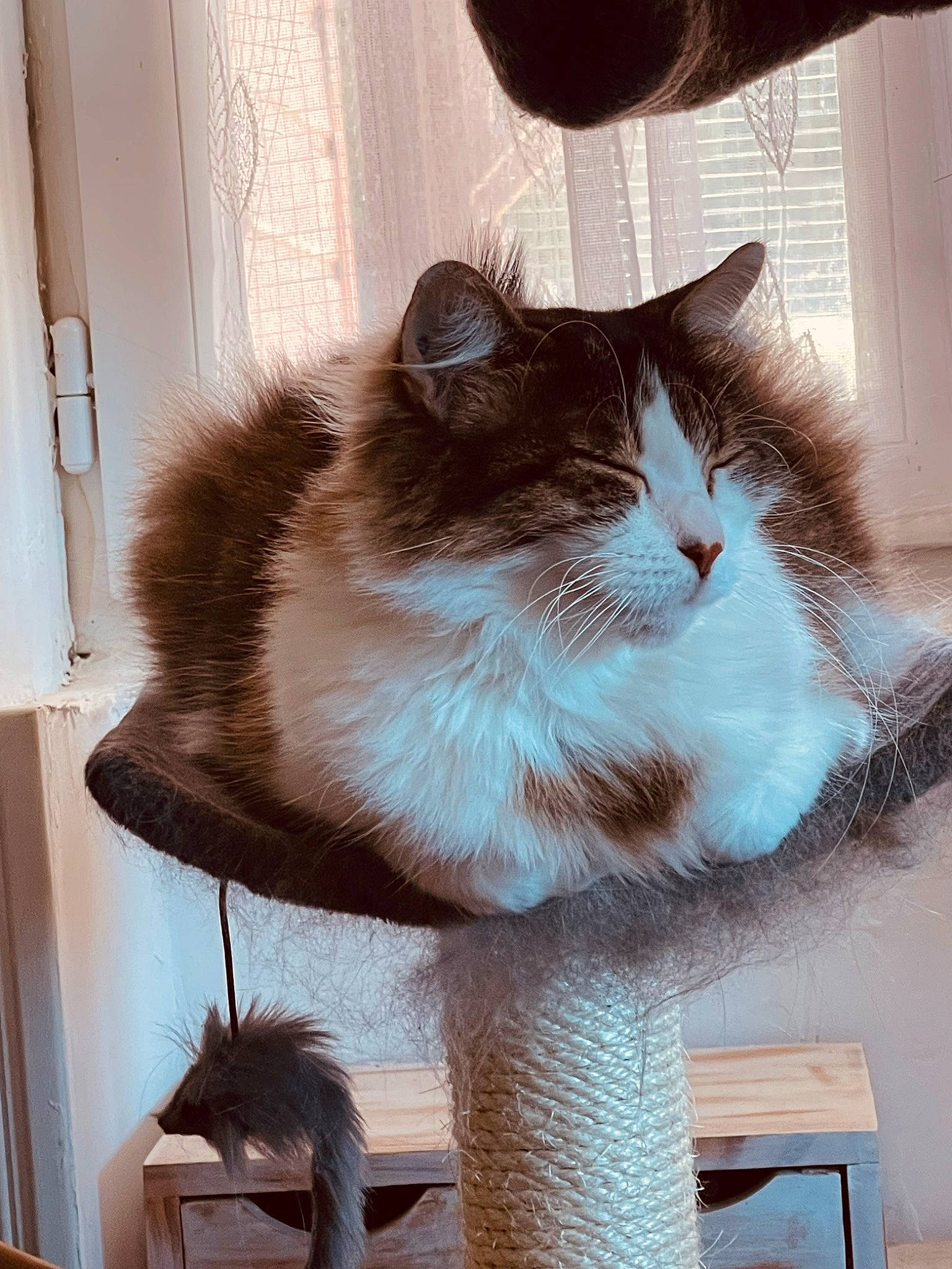 Mia a rejoint le concours — aidez-le/la à gagner de superbes lots ! box, carnivore, cat, cat_supply, domestic_short_haired_cat, fawn, felidae, flooring, fur, hardwood, pet_supply, plant, porch, small_to_medium_sized_cats, snout, tail, whiskers, window, wood