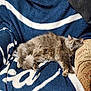 Fefe joined the competition — help win amazing prizes! cat, fluffy, gray, relaxed, blanket, blue, white, armchair, furniture, indoor, pet, animal, resting, cozy, fur, paw, cute, domestic, sleepy, comfort
