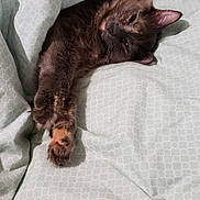 Fefe joined the competition — help win amazing prizes! cat, pet, blanket, sleepy, cozy, indoor, feline, paw, bed, stretching, fur, relaxing, comfort, pattern, soft, domestic_animal, cute, resting, animal, nap