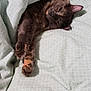cat, pet, blanket, sleepy, cozy, indoor, feline, paw, bed, stretching, fur, relaxing, comfort, pattern, soft, domestic_animal, cute, resting, animal, nap