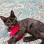 Fefe joined the competition — help win amazing prizes! kitten, cat, gray_cat, pet, toy, feather_toy, bed, quilt, paisley_pattern, yellow_eyes, indoor, cute, animal, feline, playful, resting, paw, fur, curious, lying_down