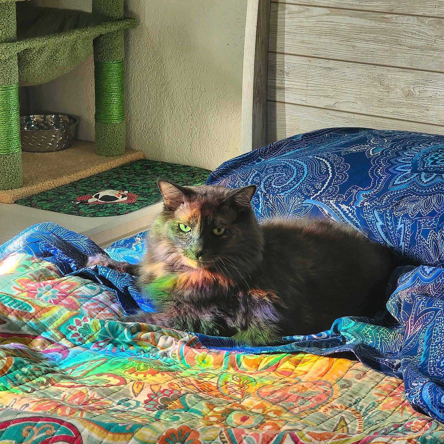 Fefe joined the competition — help win amazing prizes! bed, blanket, blue, cat, colorful, cozy, cushion, domestic, fur, furniture, green, indoor, pattern, pet, rainbow, relaxing, resting, sunlight, wall, wood