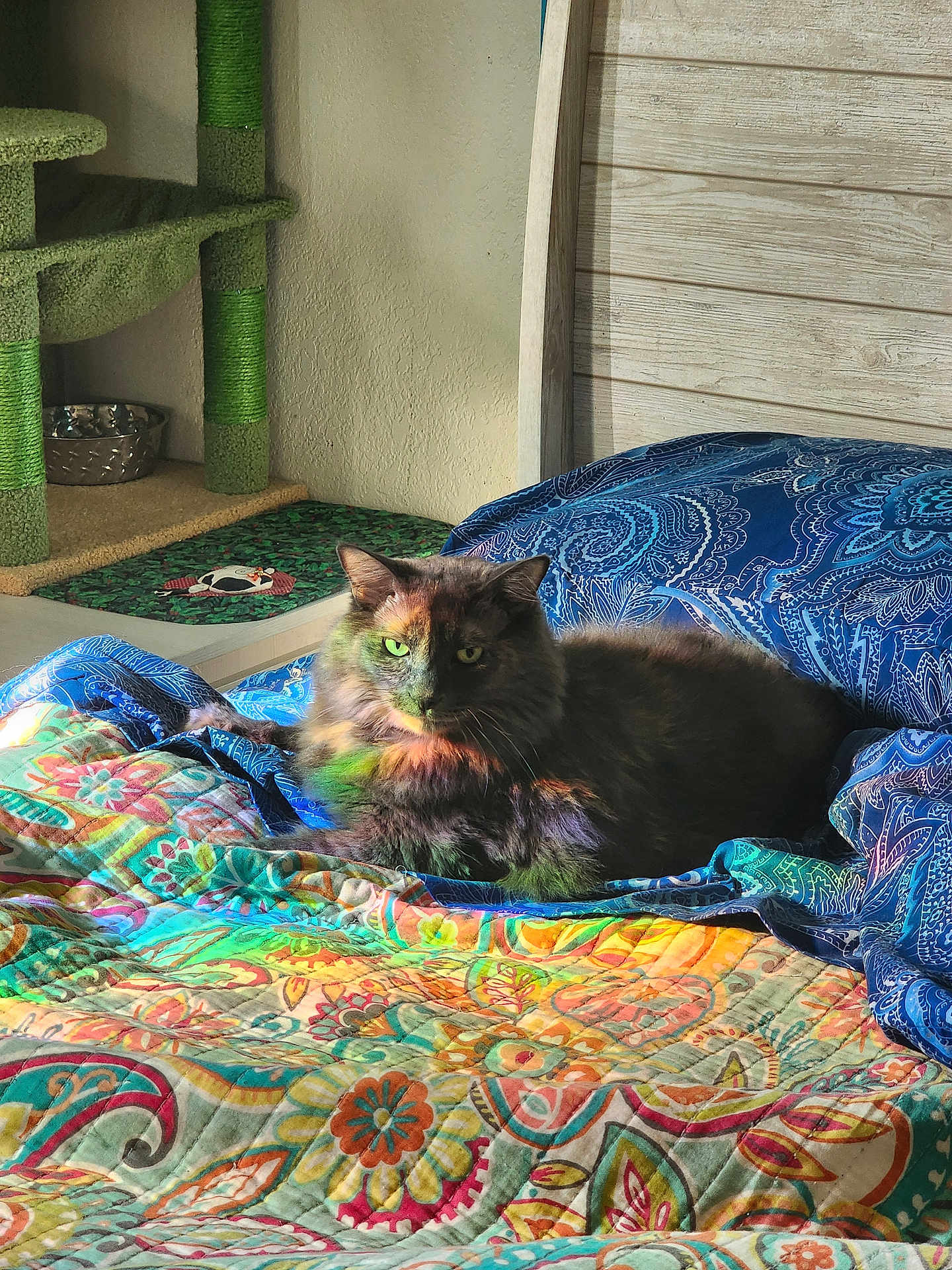 Fefe joined the competition — help win amazing prizes! cat, bed, blanket, colorful, indoor, furniture, sunlight, rainbow, pattern, cozy, fur, resting, pet, domestic, wood, wall, cushion, relaxing, green, blue