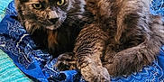 Fefe is registered to the contest to win money with this photo: cat, feline, pet, animal, fluffy, fur, bed, blanket, blue, patterned, resting, laying, domestic_animal, whiskers, ears, tail, cozy, indoor, cute, relaxed