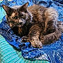 cat, feline, pet, animal, fluffy, fur, bed, blanket, blue, patterned, resting, laying, domestic_animal, whiskers, ears, tail, cozy, indoor, cute, relaxed