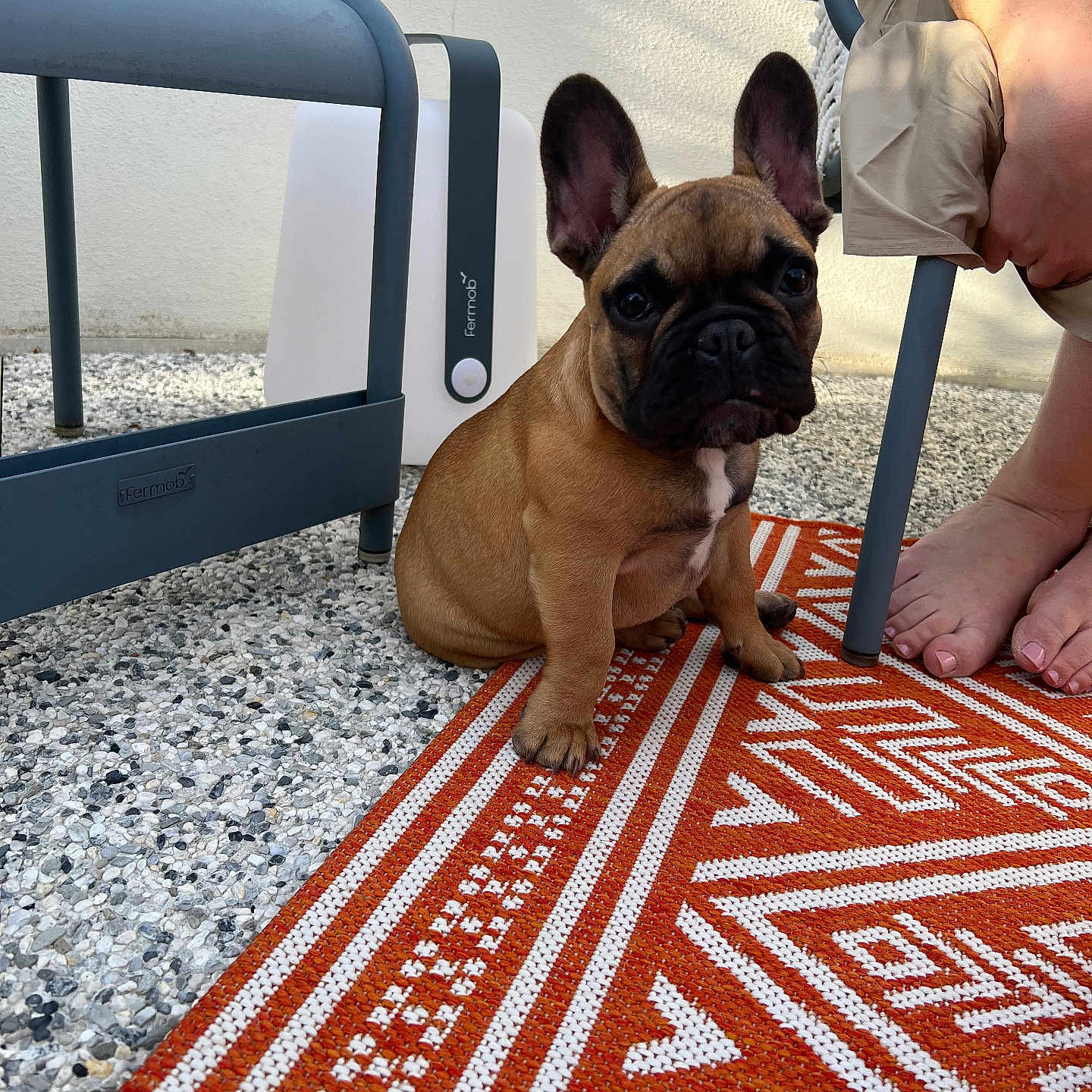 Django participe au concours pour gagner de l'argent avec cette photo : animal, baby, barefoot, bodypart, bostonbull, boxer, bulldog, canine, dog, frenchbulldog, homedecor, maceclub, person, pet, pitbull, puppy, quilt, rug, toe, weapon