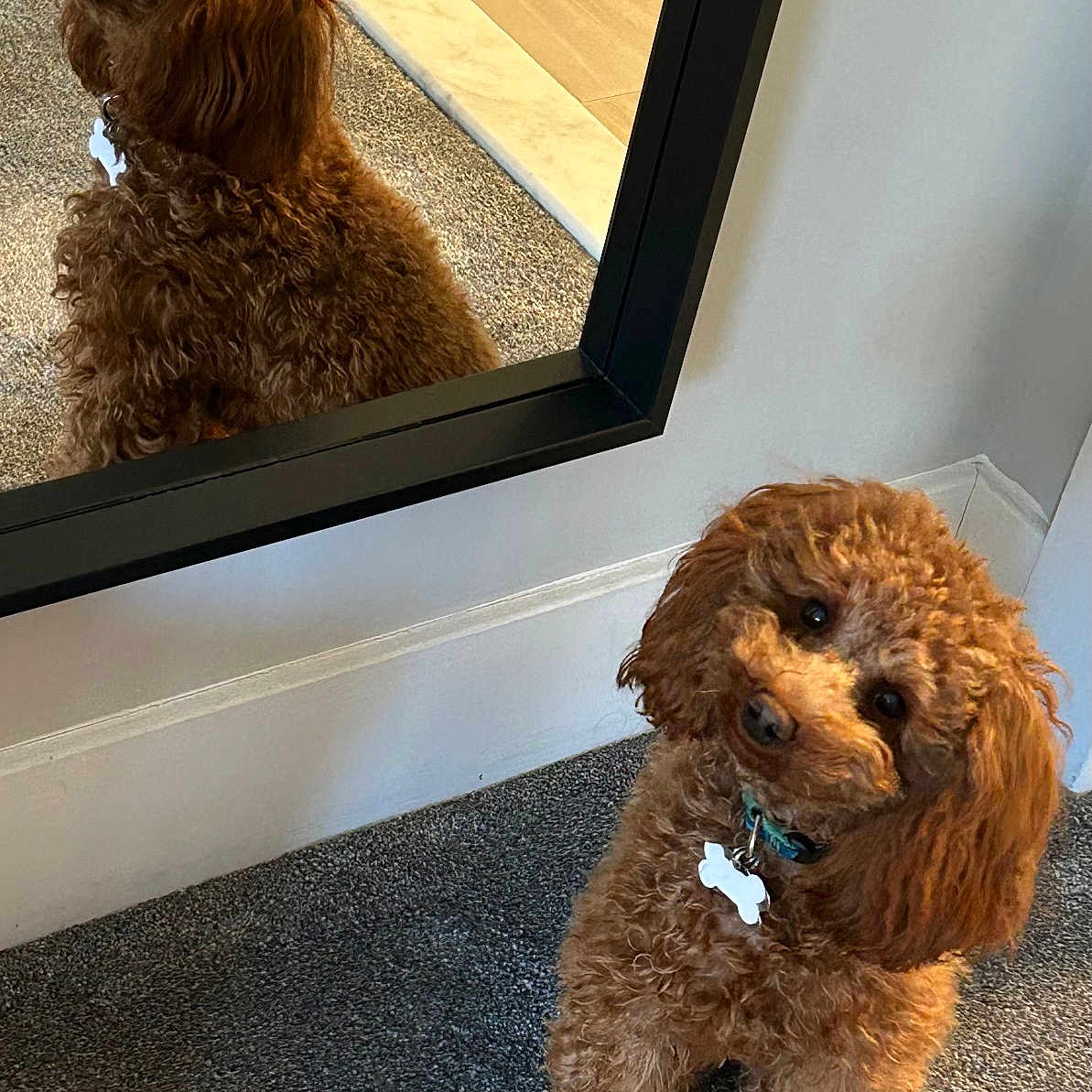 Bowley is registered to the contest to win money with this photo: animal, brown, carpet, collar, companion, curious, curly_fur, cute, dog, domestic, floor, fur, indoor, looking_up, mirror, pet, reflection, small_dog, tag, wall