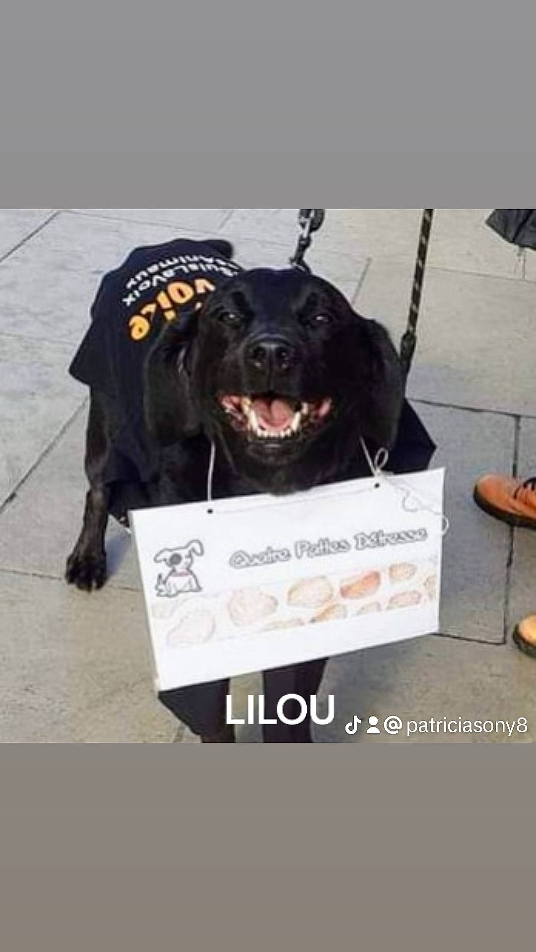 Lilou participe au concours pour gagner de l'argent avec cette photo : advertising, canidae, carnivore, collar, companion_dog, costume, dog, dog_breed, dog_collar, dog_supply, font, fur, guard_dog, non_sporting_group, personal_protective_equipment, photo_caption, sleeve, snout, sporting_group, working_dog
